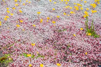 White and pink groundcover with yellow flowers. Background or texture.