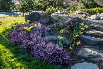 A garden with purple Heather and yellow Daffodils.