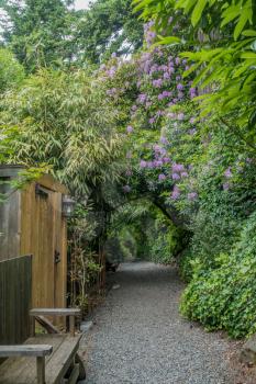 The Indian Trail in Burien, Washington passes through an organic archway with purple Rhododendrons.