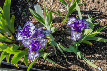 A macro shot of Iris flowers.