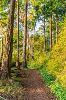 A view of a path with trees at Saltwater State Park in Des Moines, Washington. It is autumn.