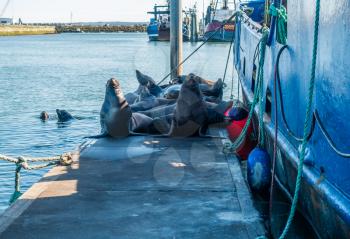 Sea Lions lay in a pile on a pier in Westport, Washington.