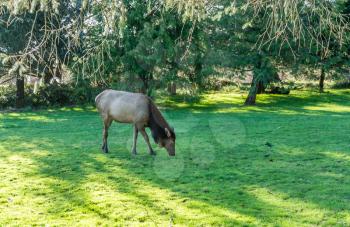 Roosefelt Elk graze in the middle of town in Cannon Beach, Oregon.