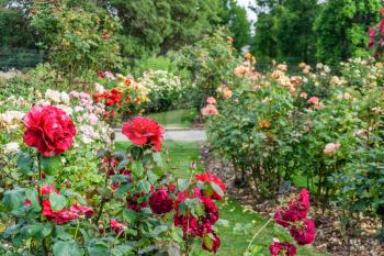 A view of the rose garden at Point Defiance Park in Tacoma, Washington.