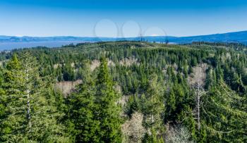 A view of evergreen trees near Astoria, Oregon.