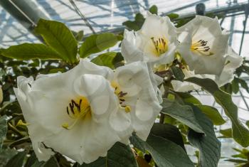 Photo of large white flowers with a touch of yellow. Location - Rhododendron Species Botanical Garden.