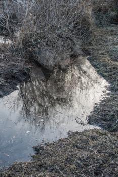 A leafless bush is refleceted in a puddle of water.