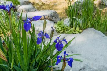 Irises are lined up in front of a large rock path.