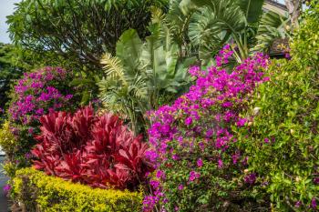 A view of landscaping with bushes and flowers on Maui, Hawaii.