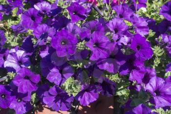A view of purple Petunia flowers in summer time.