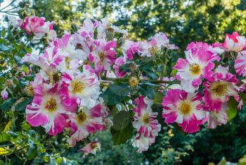 A closeup shot of pink and white flowers.
