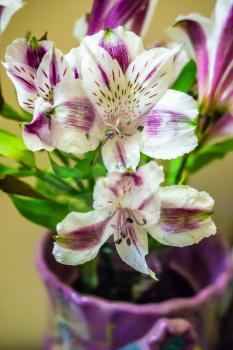 A closeup shot of purple and white lilies.