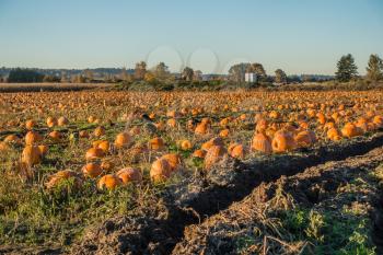 A view of harvested pumpkins in a field in Kent, Washington.