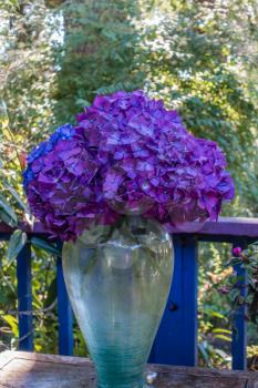 A view of deep purple Hydrangea flowers in a clear vase.