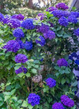 A closeup shot of purple and blue Hydrangea blossoms.