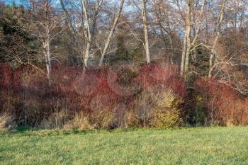 Red bushes and trees stand proud in Normandy Park, Washington in December.
