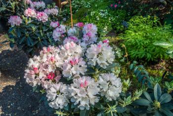 White and pink Rhododendrons sit in planters waiting to be picked up.