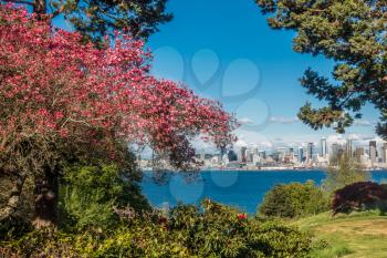 The Seattle skyline can be seen behind a red dogwood tree in West Seattle.