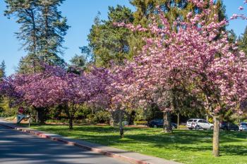 A view of Cherry trees in full bloom at Seward Park in Seattle, Washington.
