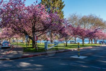 A view of Cherry trees in full bloom at Seward Park in Seattle, Washington.