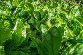 A closeup shot of large Skunk Cabbage leaves.