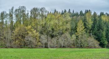Delicate Spring colors adorn these trees at Flaming Geyser State Park in Washington State.