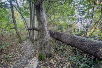 A fallen tree borders a walking trail in Normandy Park, Washington.