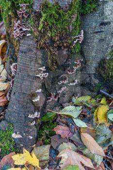 A closeup shot of a tree with fungus and autumn leaves.