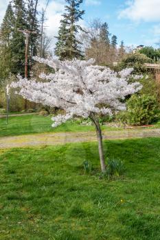 A cherry tree in Normandy Park, Washington is in full bloom.
