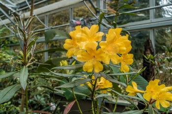 A macro shot of yellow flowers blooming in a greenhouse.