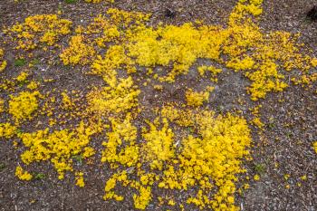 A background shot of yellow plants covering brown earth.
