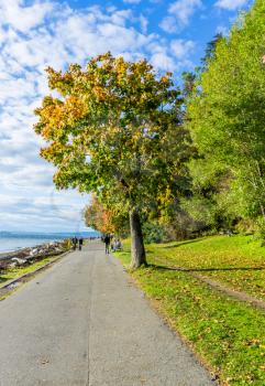 A trre with autumn colors by a walkway at Lincoln Park in West Seattle, Washington.