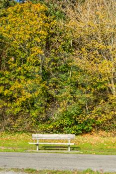 A bench below tree with autumn colors in West Seattle, Washington.