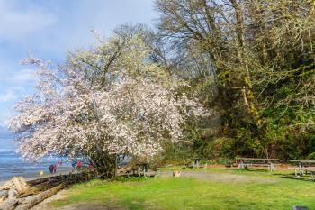 A view of a tree with white spring blossoms at Dash Point State Park in Washington State.
