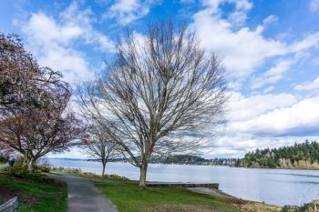 A bare tree in spring at Seward Park in Seattle, Washington.