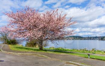 Spring flower bloom along the shoreline of Lake Washington in Seattle.