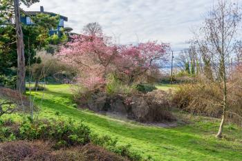 A dogwood tree blooms in spring at Hamilton Viewpoint Park in West Seattle, Washington.
