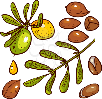 Set of isolated branches, leaves, nuts, fruits, argan tree ironwood . Suitable for packing Argan oil creams. Vector illustration of a hand drawn style