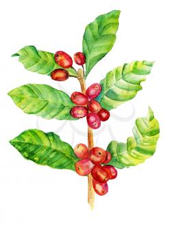 Red coffee arabica beans, leaves on branch isolated on white background, watercolor illustration