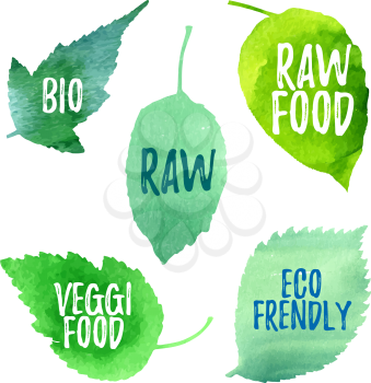Green leaves with words raw, eco, bio gmo. Badges, stickers for vegetarian menu cafes, restaurants, packaging for ecological and organic products, soaps.