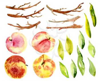 Set peaches, fruit, leaves, branches. Hand drawn watercolor of fruit on a white background. Isolated object. Designs for packaging food, juice, soaps, cosmetics, menu