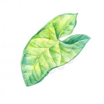 A leaf of a tropical plant. Syngonium aroids is an ampel plant, a liana. Watercolor illustration. Isolated flower.