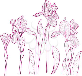 Irises painted hands, line art. Vector illustration