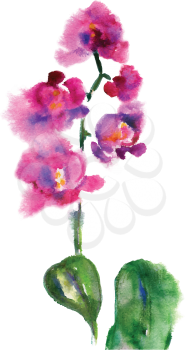 Pink orchid isolated on white painted in watercolor
