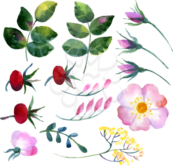 Set of watercolor elements rosehip flowers, leaves, berries