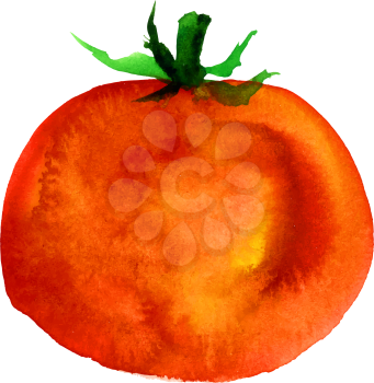 tomato. watercolor painting on isolated white background