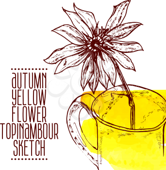highly detailed hand drawn yellow flower Jerusalem artichoke in a cup sketch, watercolor, ink.