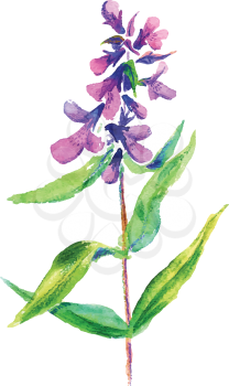 Lilac flower. Vector floral illustration. Floral decorative element.