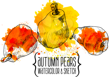 Vector watercolor and sketch hand drawn vintage illustration of pear