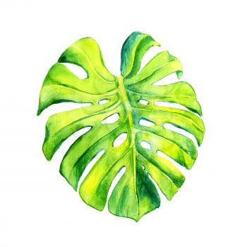 A leaf of a tropical plant. Monstera, philodendron - ampel plant, liana. Watercolor illustration. Isolated flower.